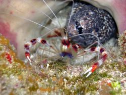 I thought this shrimp's seconds were numbered----but it n... by Dan Graff 